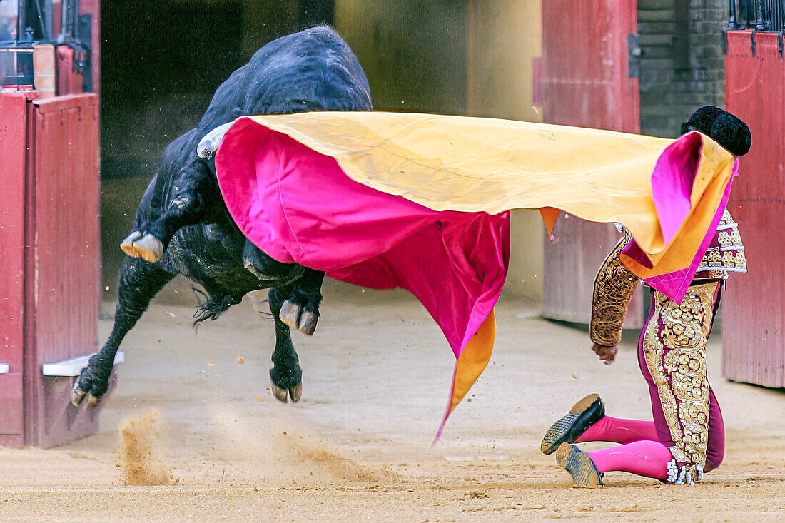 Dramatic moment of a bull charging towards a matador kneeling in the arena, an intense Spanish tradition showcasing courage and skill.