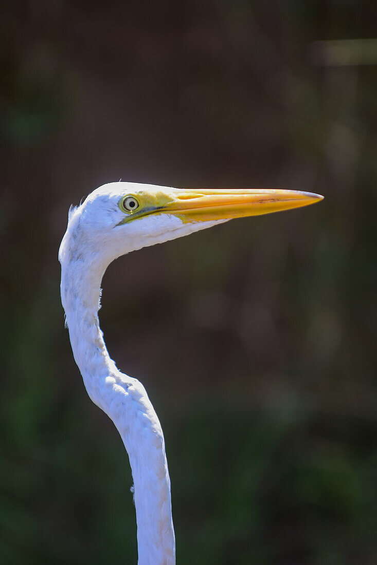 White egret in Tarcoles River, Costa Rica