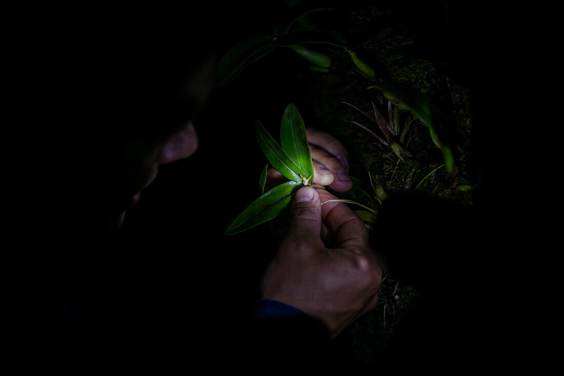 George of the Cloud Forest, guide and specialist, shows a tiny orchid during night tour in Monterey, Costa Rica