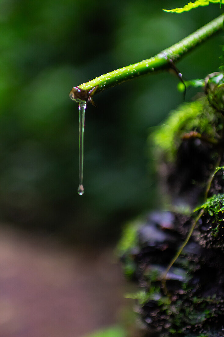 Liquid substance falling from leaf in Monterey cloud forest, Costa Rica