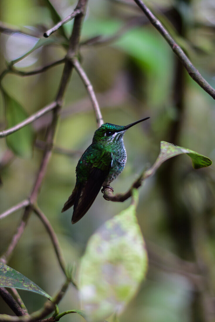 Grüner Kolibri auf einem Baum,Monteverde,Costa Rica