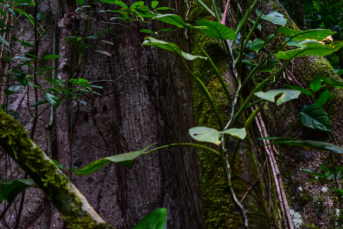 Vegetation in La Fortuna, Costa Rica