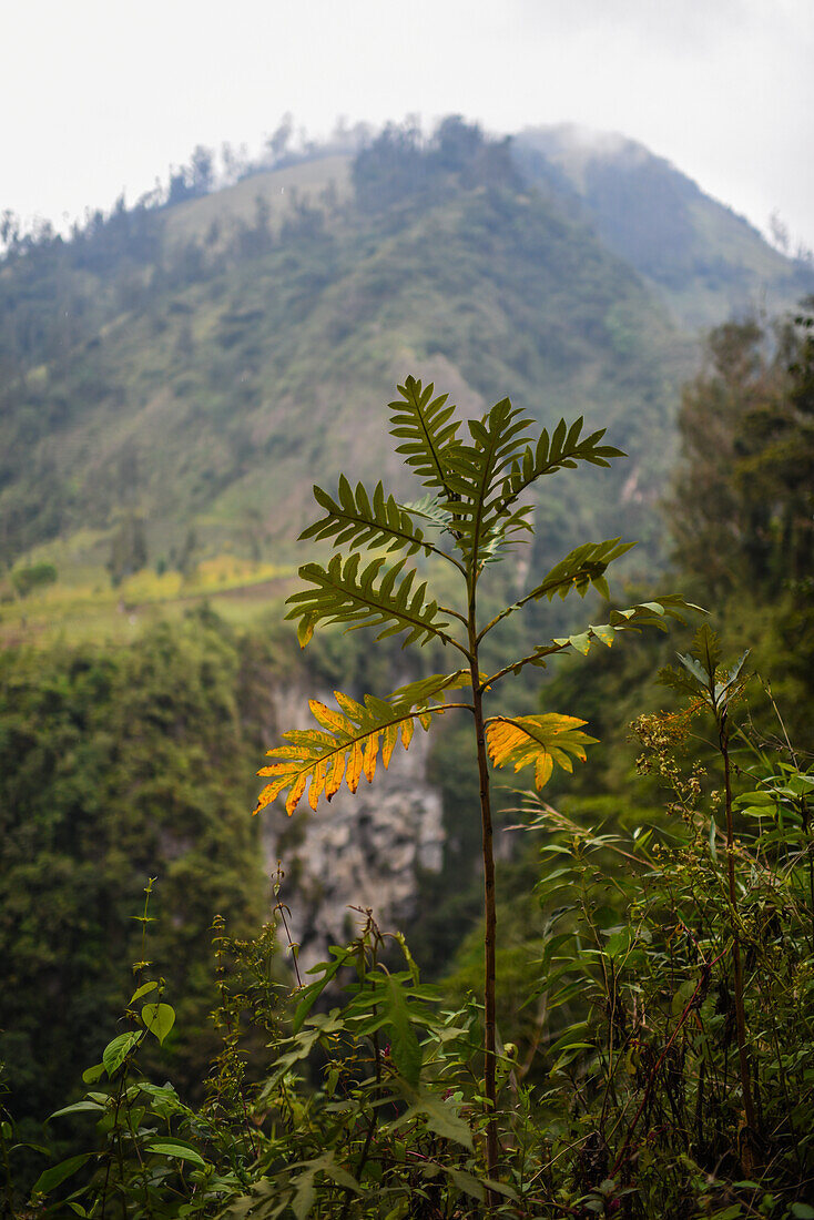 Combeima Canyon, Ibague, Colombia