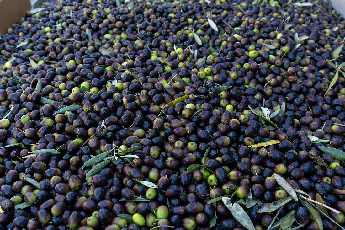 Bins of olives ready for processing in an olive oil mill in Fara in Sabina, Lazio, Italy.