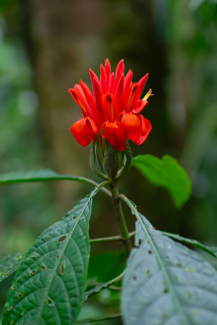 Feuriger Dornhai (Aphelandra aurantiaca),Monteverde,Costa Rica