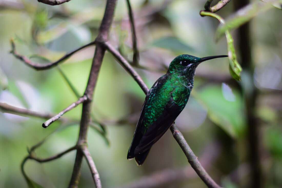 Grüner Kolibri auf einem Baum,Monteverde,Costa Rica