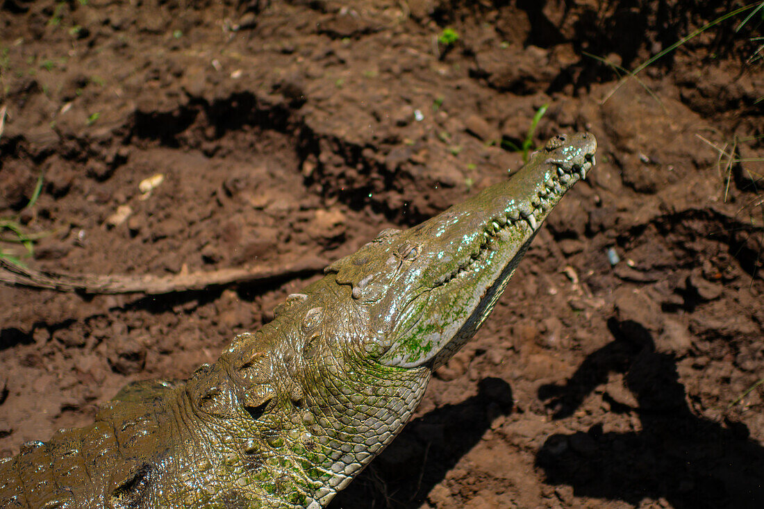 American crocodile (Crocodylus acutus) in Tarcoles river, Costa Rica