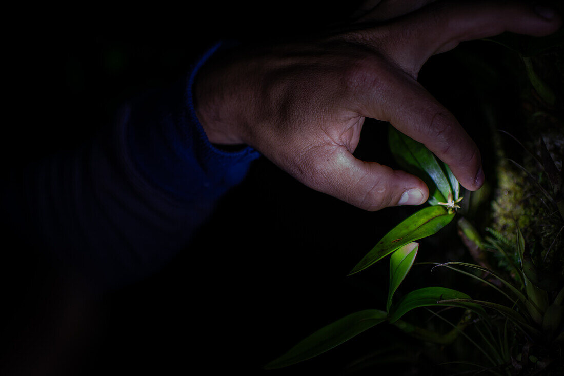 George of the Cloud Forest, guide and specialist, shows a tiny orchid during night tour in Monterey, Costa Rica