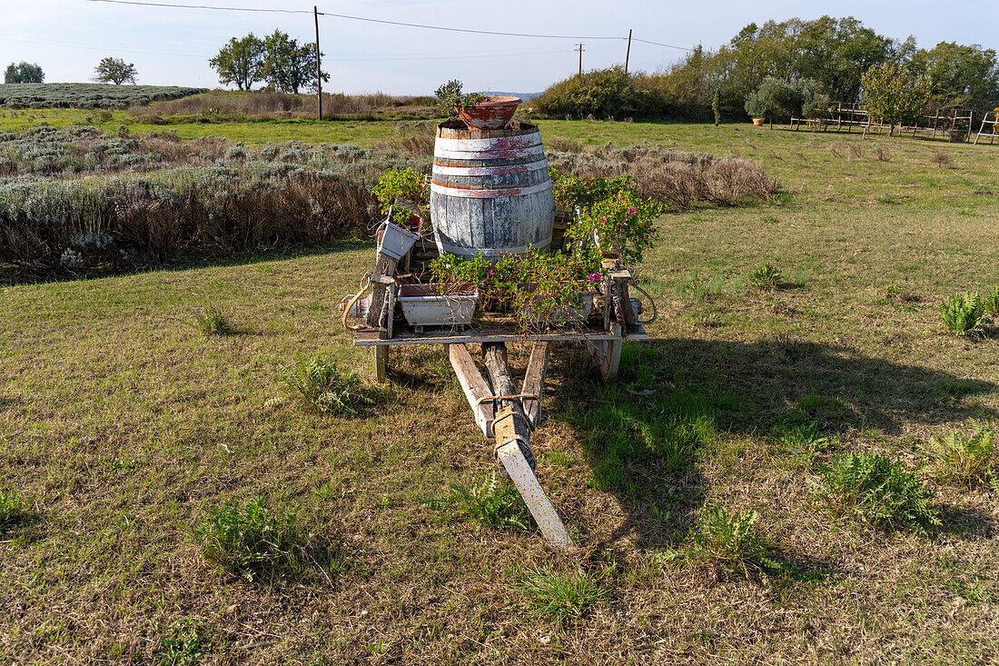 A vintage farm cart used as decoration on a lavender farm in the Sienna Province of Italy.