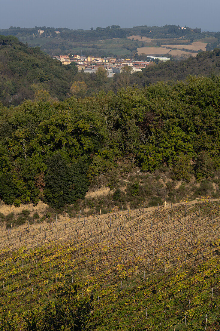 A grape vineyard in the Sienna countryside near Monteriggioni, Italy.