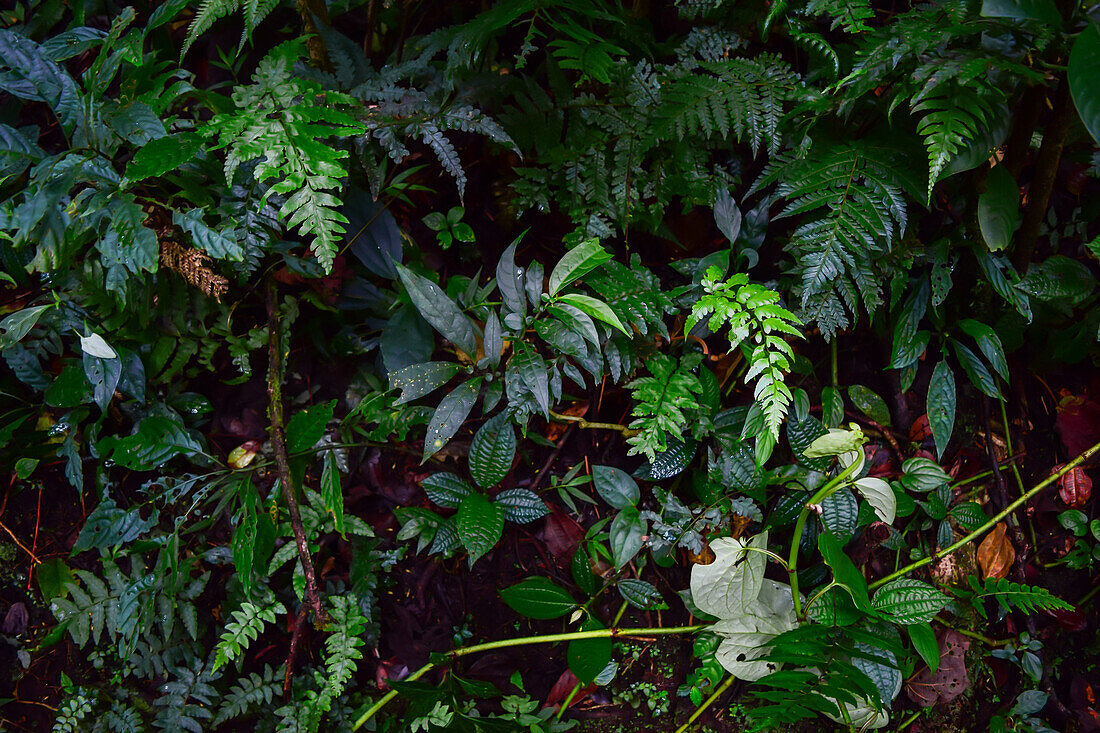 Bäume und Vegetation im Nebelwald von Monteverde,Costa Rica