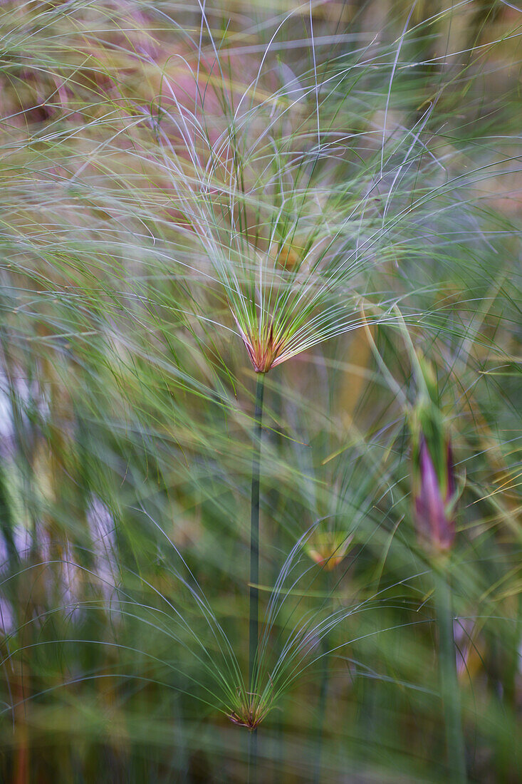 Papyrus (Cyperus papyrus) in Combeima Canyon, Ibague, Colombia