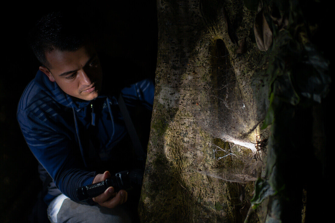 George of the Cloud Forest, guide and wildlife specialist, illuminates a big spider on tree during night fauna tour, Costa Rica