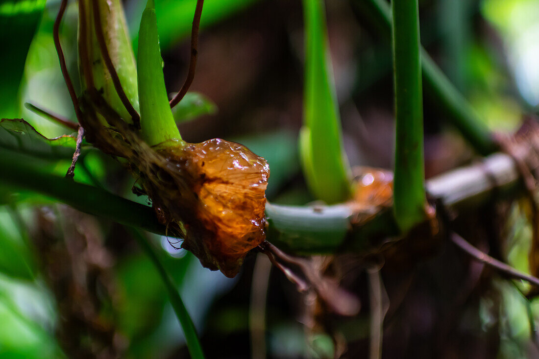 Harz auf einer Pflanze im Nebelwald von Monterey,Costa Rica