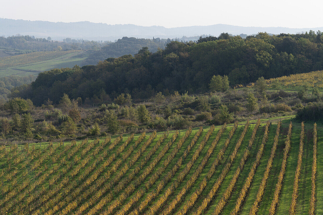 A grape vineyard in the Sienna countryside near Monteriggioni, Italy.