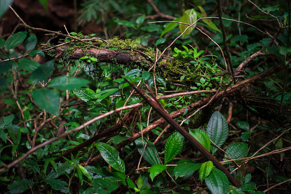 Bäume und Vegetation im Nebelwald von Monteverde,Costa Rica