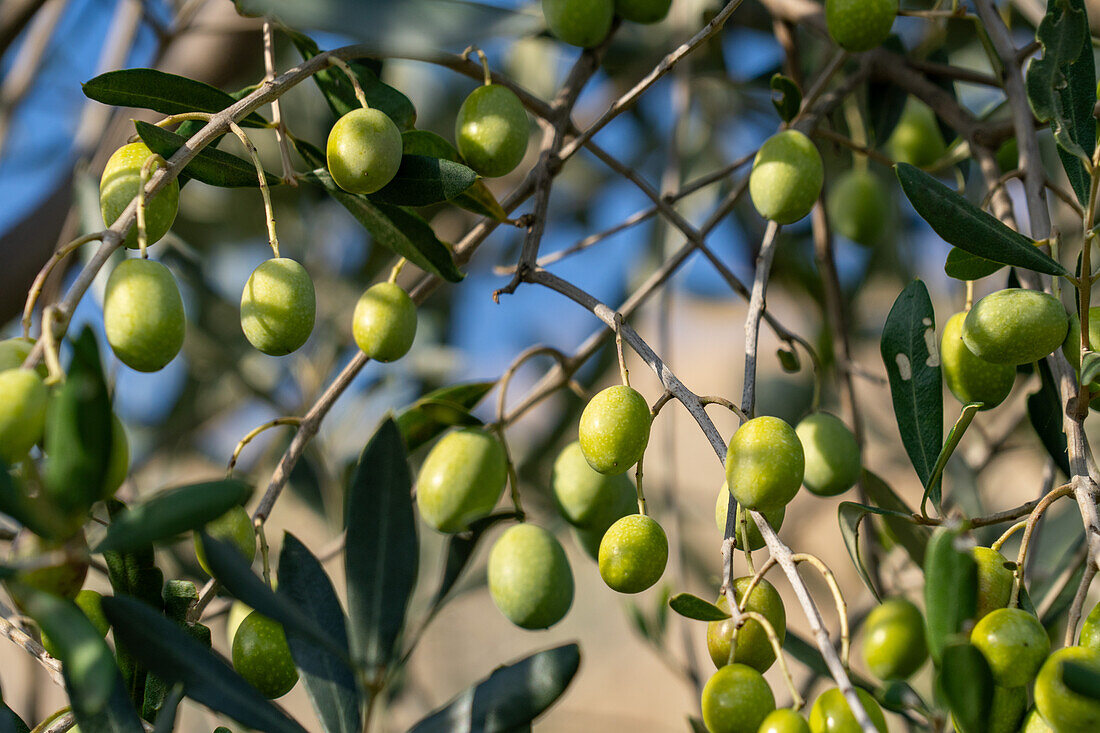 Olive fruit on a tree near Monteriggioni, Sienna, Italy.