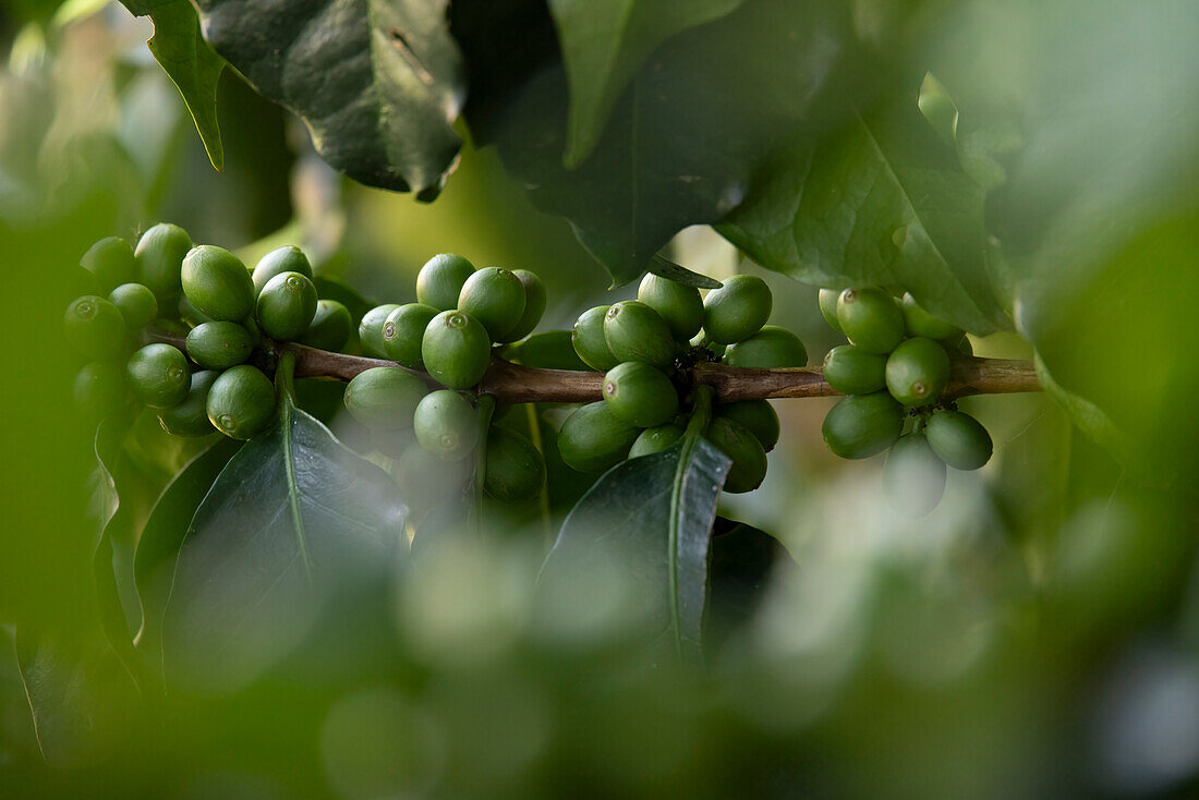 Kaffeekirschen auf der Finca Los Angeles in Jardin,Kolumbien. Er und seine Familie produzieren exzellenten Bio-Arabica-Kaffee aus einer einzigen Quelle.