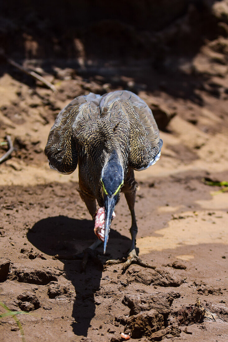 Bare-throated tiger heron in Tarcoles River, Costa Rica