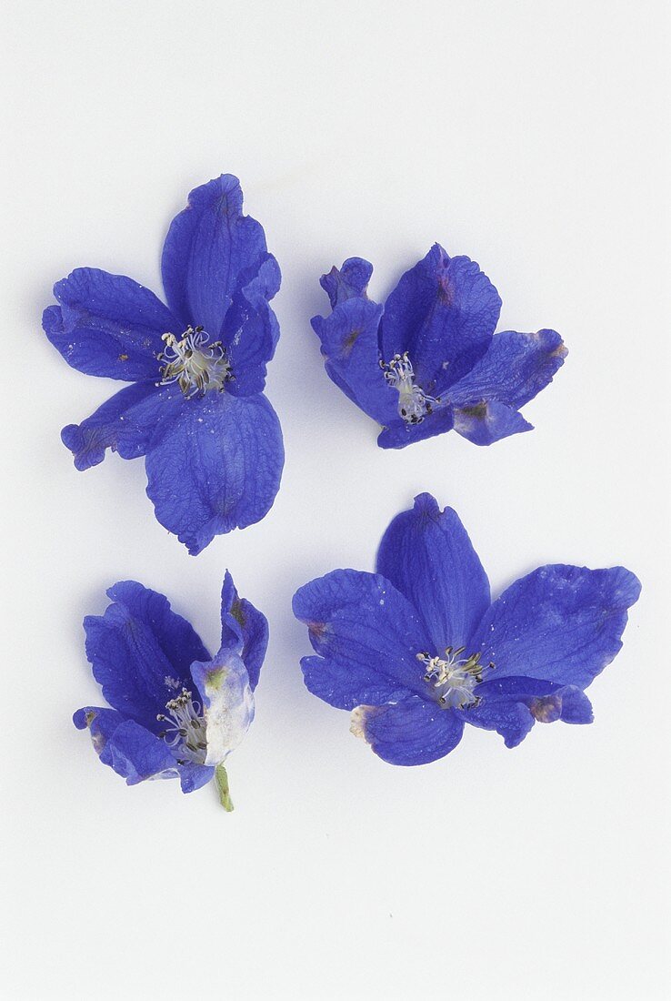 Vier Blüten des blauen Rittersporn