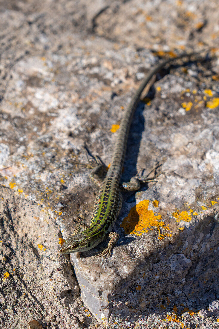 Italian Wall Lizard or Ruin Lizard, Podarcis siculus, sunning on the rocks of the island of Capri, Italy.