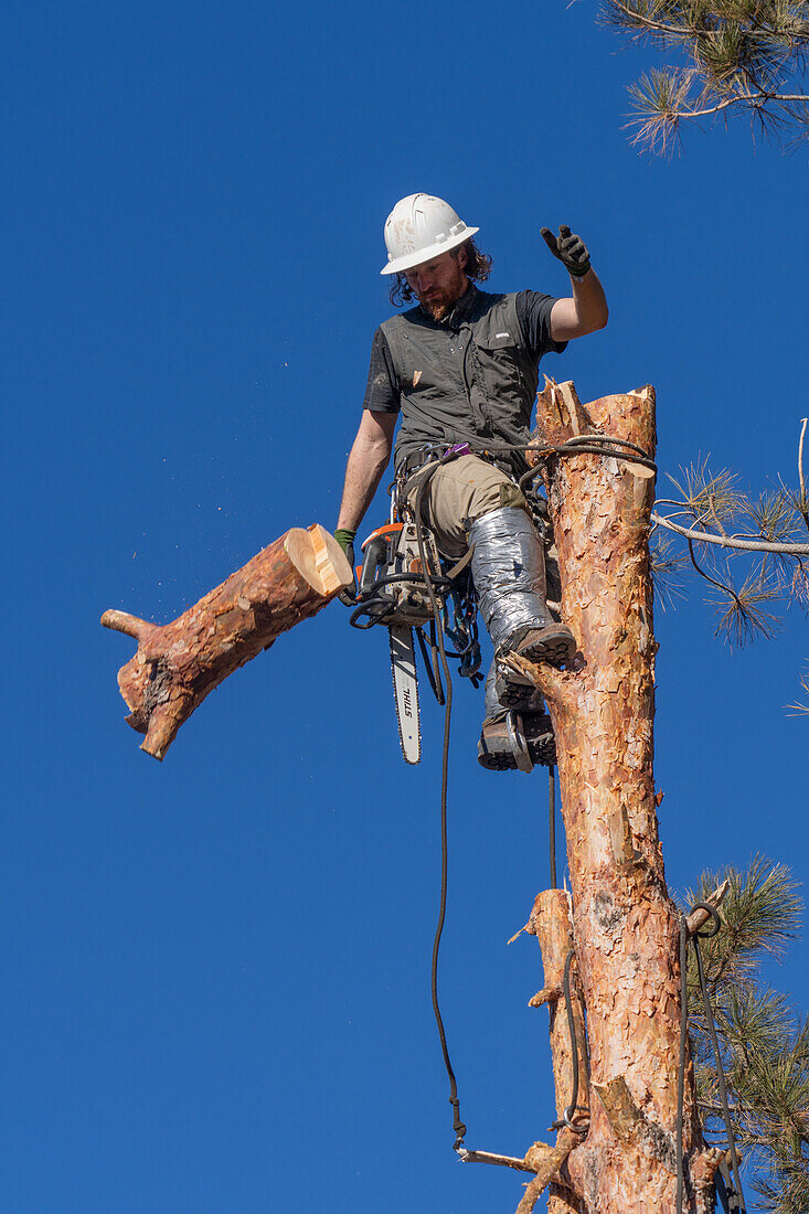 A tree surgeon drops a sawn off section of the trunk of a tree before cutting the tree down.