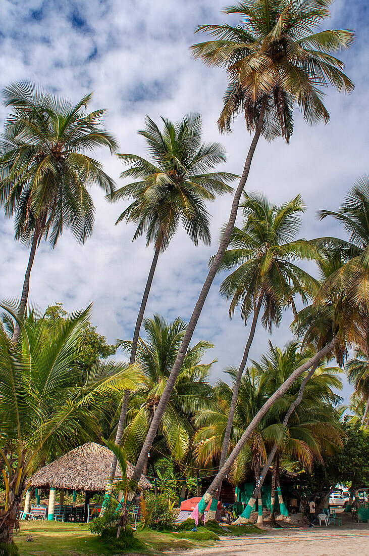 Palm trees in the plage de Ti Mouillage beach in Cayes-de-Jacmel, Cayes de Jacmel, Jacmel, Haiti.