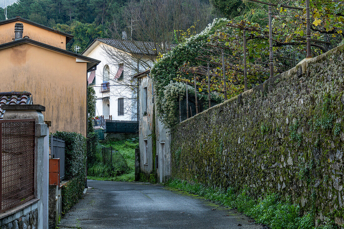 A stone wall with a small grape vineyard in the village of Codena, near Carrara, Italy.