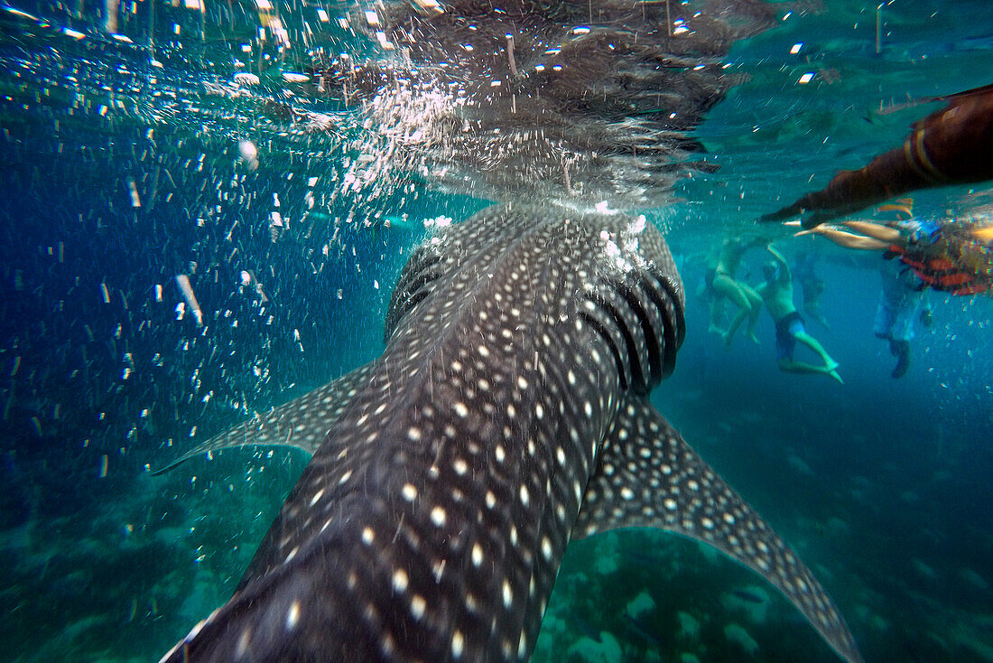 Touristen in der Nähe eines Walhais (Rhincodon Typus) in Oslob Cebu, Central Visayas, Philippinen.