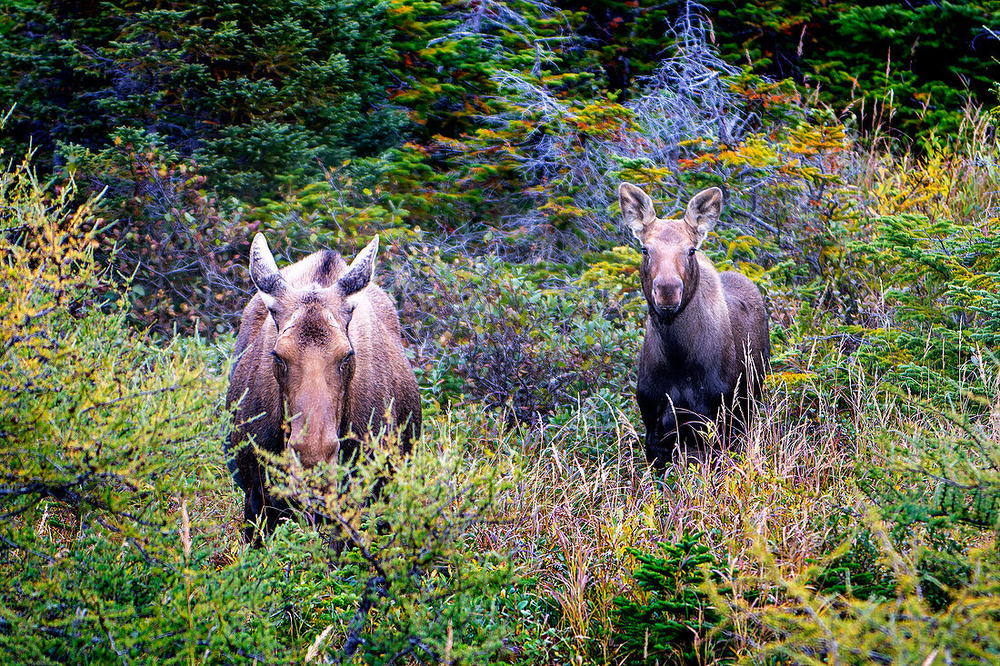 young couple of bull mooses (Alces alces), near St. Anthony, Newfoundland and Labrador, Canada