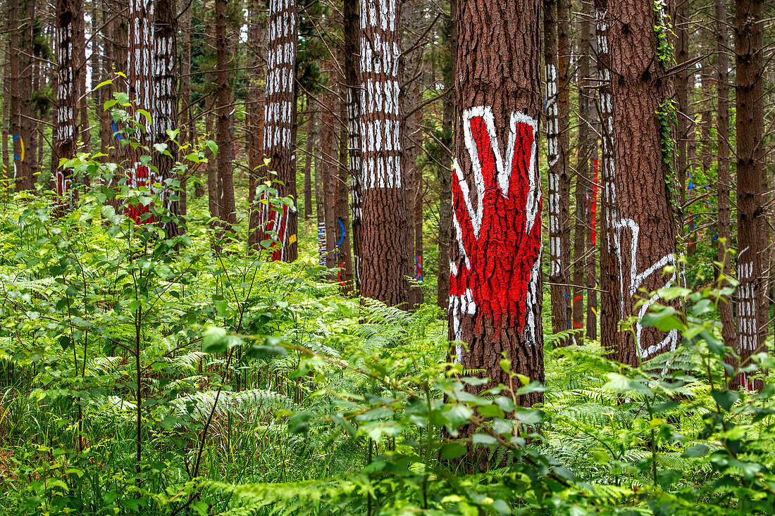 Der Wald von Oma ist ein Kunstwerk von Agustin Ibarrola, einem baskischen Bildhauer und Maler, im Naturschutzgebiet von Urdaibai, Oma, Vizcaya, Baskenland Euskadi, Spanien