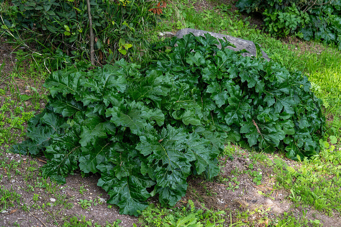 Acanthus mollis auf dem Palatinhügel im archäologischen Park des Kolosseums in Rom, Italien. Die Blätter der Akanthuspflanze wurden häufig in die Kapitelle römischer Säulen geschnitzt.