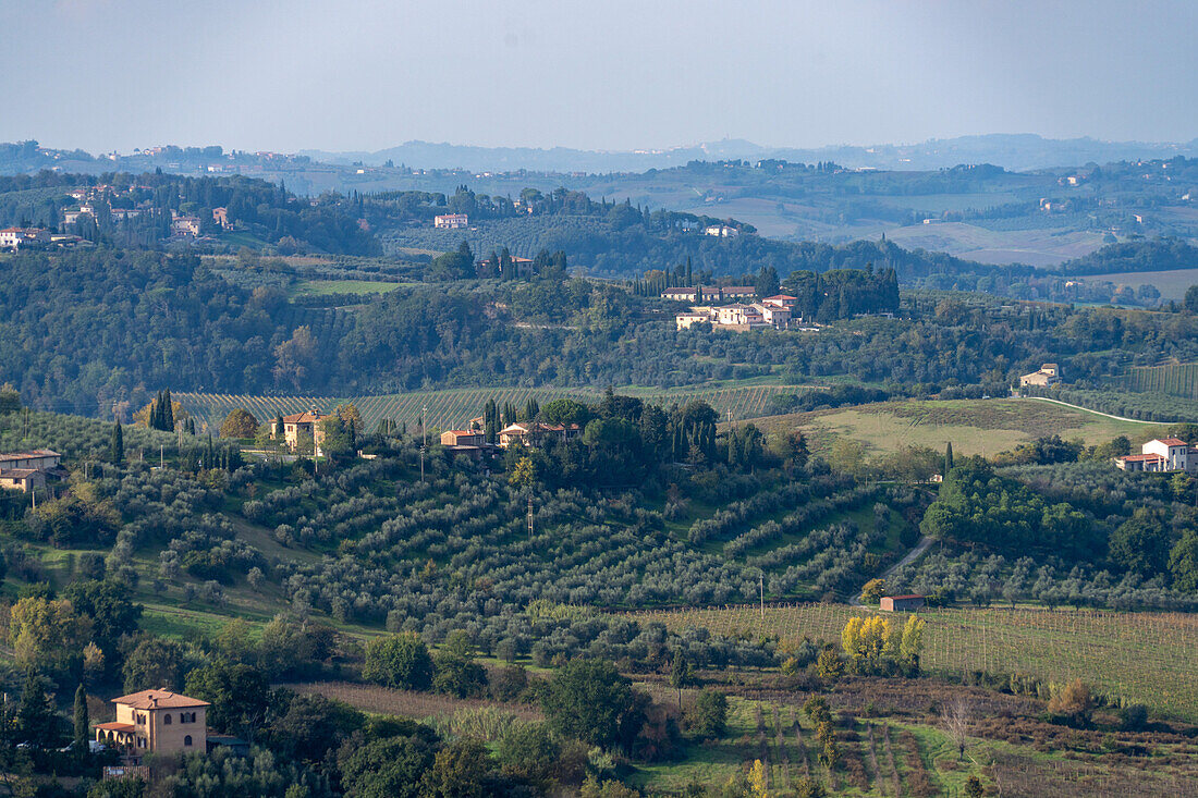 Agricultural land with grape vinyards & olive orchards around San Gimignano, Italy.