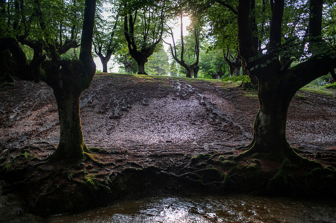 Landschaft mit Buchenwald in Otzarreta im Naturpark Gorbeia, Urkiolagirre, Bizkaia, Euskadi, Baskenland, Spanien