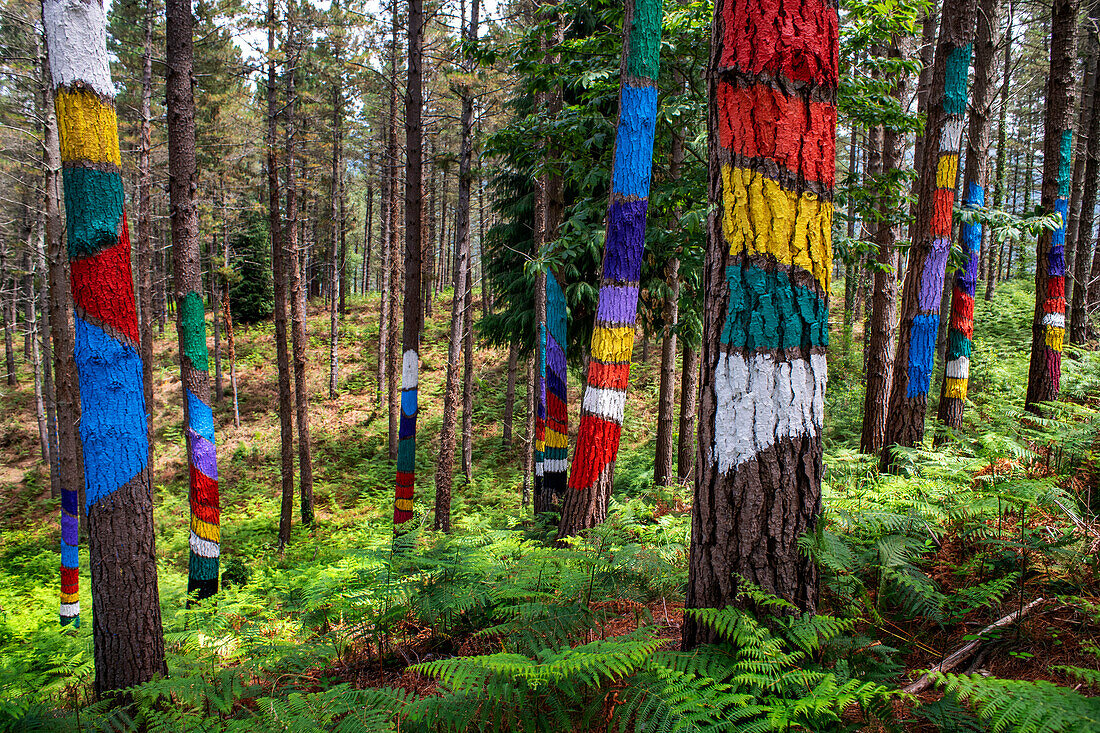 Der Wald von Oma ist ein Kunstwerk von Agustin Ibarrola, einem baskischen Bildhauer und Maler, im Naturschutzgebiet von Urdaibai, Oma, Vizcaya, Baskenland Euskadi, Spanien