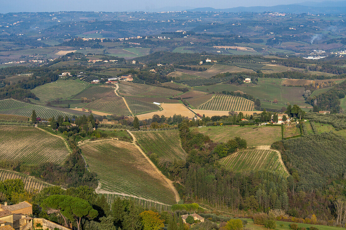 Agricultural land with grape vinyards & olive orchards around San Gimignano, Italy.