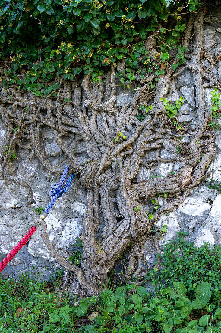 Woody trunk of a very old grapevine growing on a stone wall on Monte Solaro on the island of Capri, Italy.