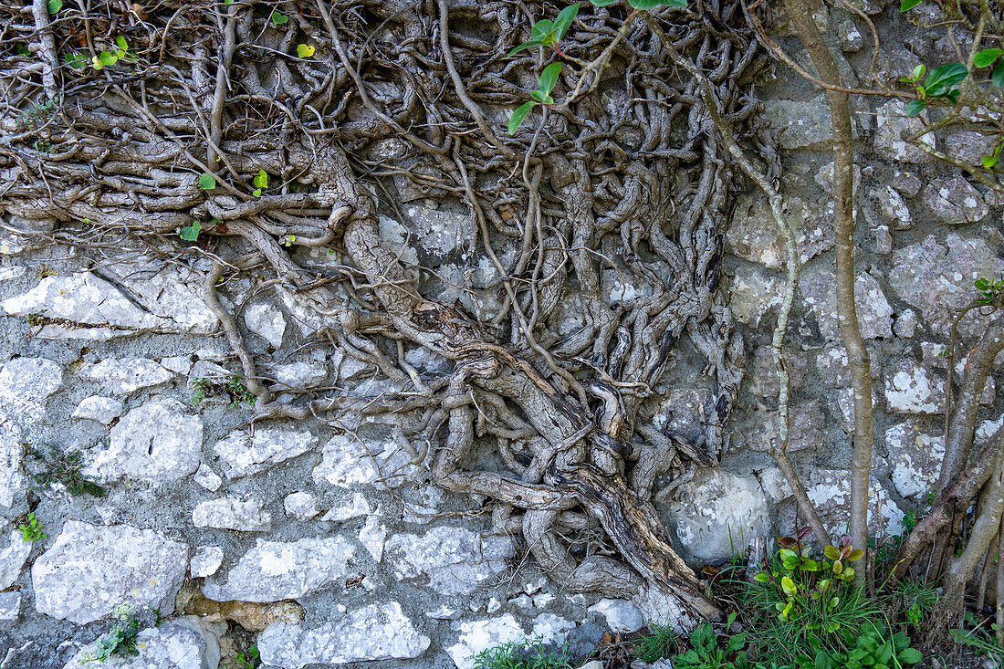 Woody trunk of a very old grapevine growing on a stone wall on Monte Solaro on the island of Capri, Italy.