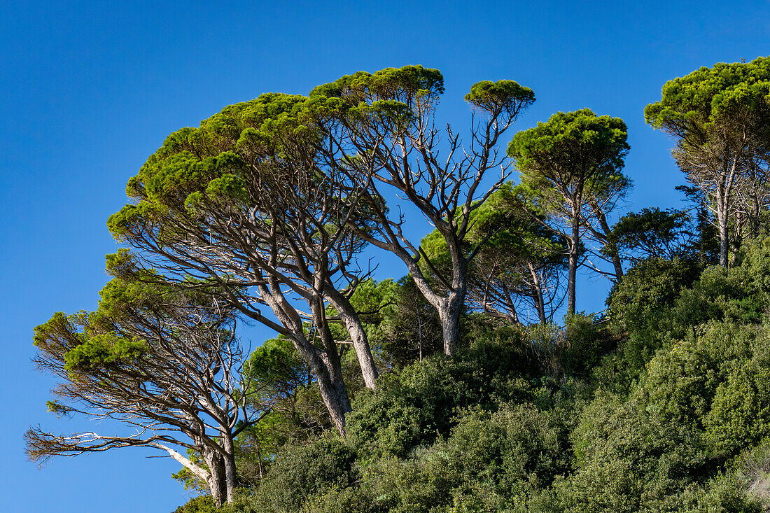 Maritime Pine trees, Pinus pinaster, growing on a hillside in Monterosso al Mare, Cinque Terre, Italy.