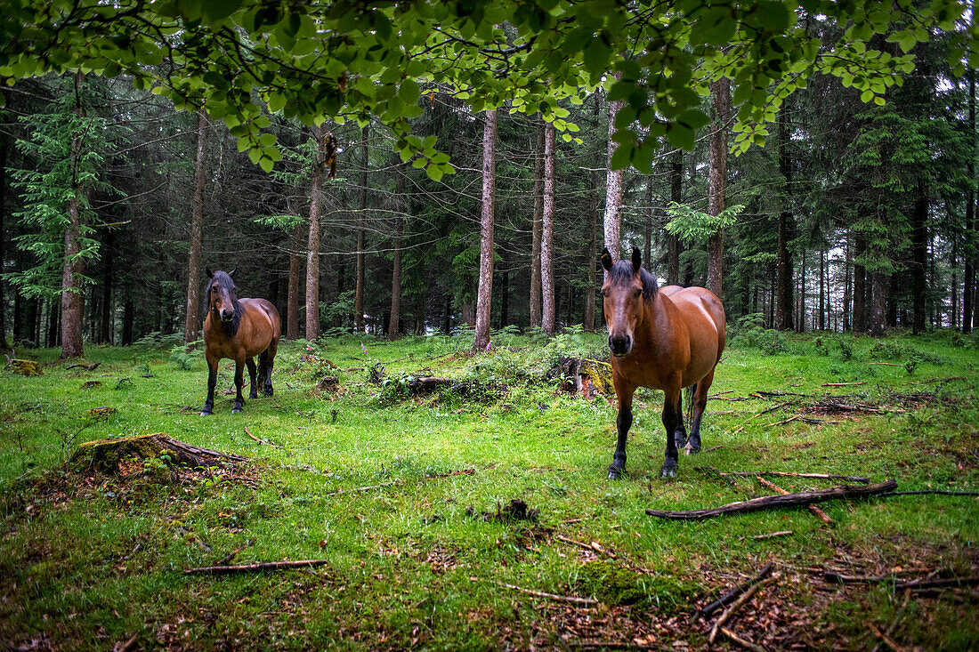 Wild horses in Urkiola natural park Urkiolagirre meadows, Bizkaia, Euskadi, Basque Country Spain