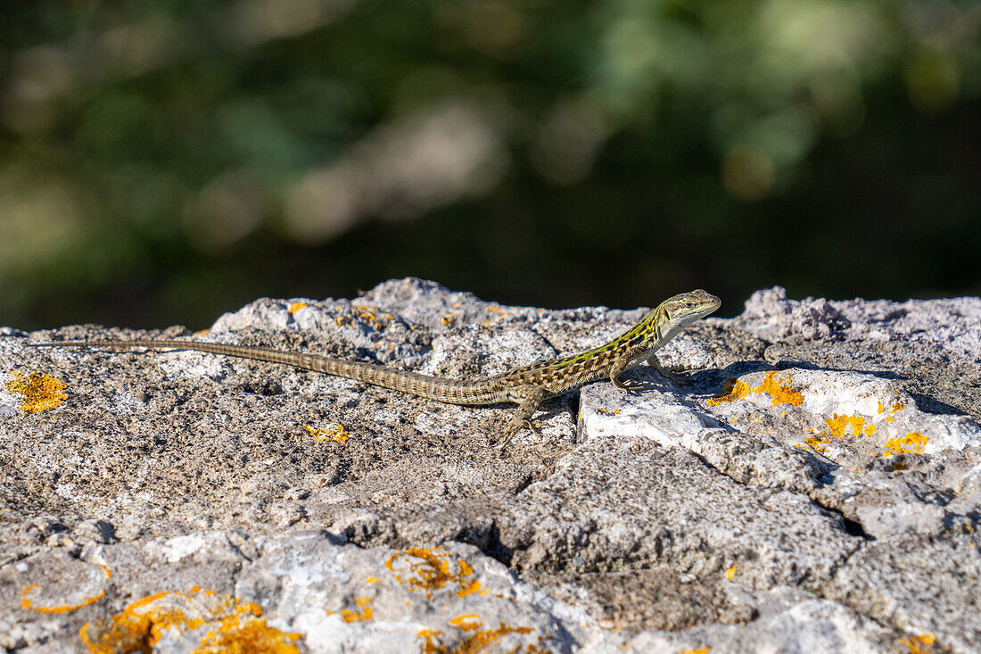 Italian Wall Lizard or Ruin Lizard, Podarcis siculus, sunning on the rocks of the island of Capri, Italy.