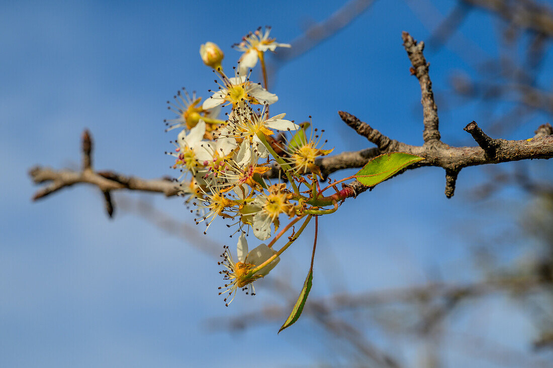 Wild pear flowers in full bloom on a branch, captured under a clear sky.