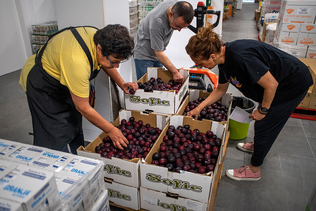 Unloading donated products in Rebost Solidari de Gracia, Gracia neighborhood, Barcelona, Spain, Europe. The Rebost Solidari de Gracia is a distributor entity of the Food Bank in its Sec, SERMA (fresh fruit and vegetables), cold chain (frozen and refrigerated products) and FEGA (products received from the EU) programs. An efficient management of all the food surpluses generated by the neighborhood (markets, supermarkets, shops, companies, restaurants, school canteens and others) is an important enough objective in itself, both for its use in the neighborhood and for the possible redistribution 