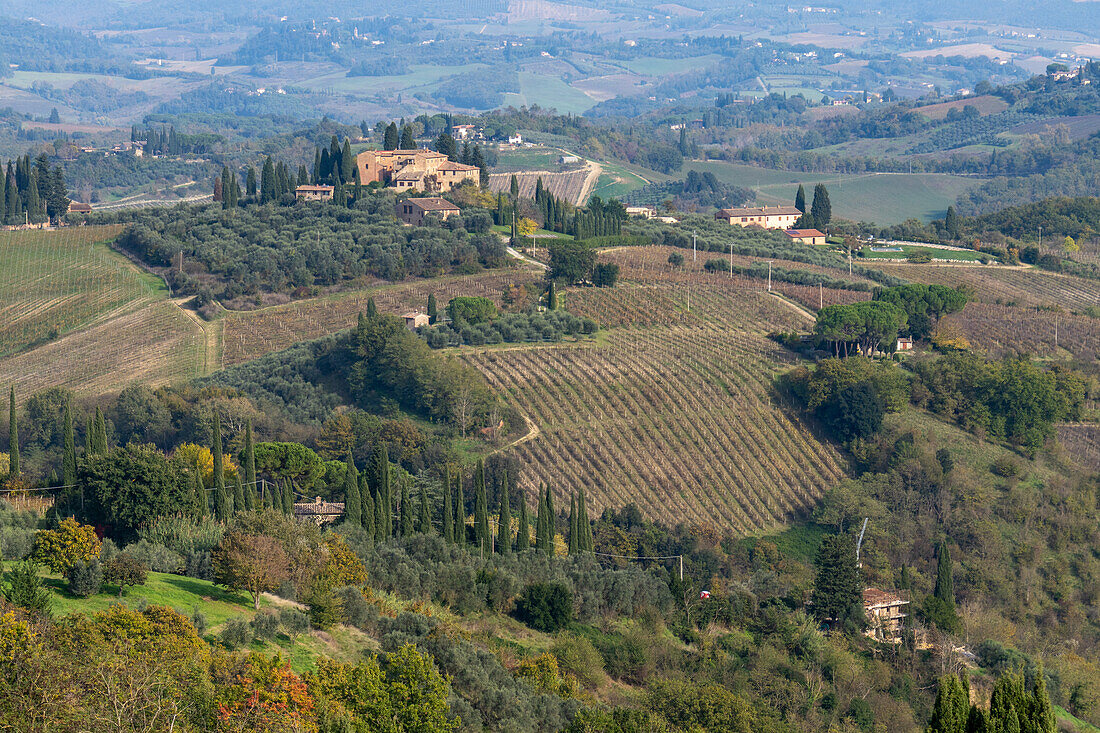 Agricultural land with grape vinyards & olive orchards around San Gimignano, Italy.