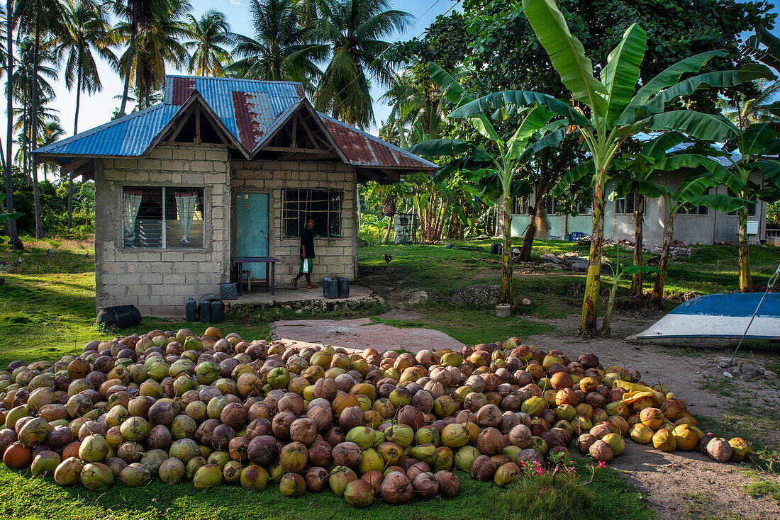 Coconuts in sipaway Island, San Carlos City, Negros Occidental, Philippines