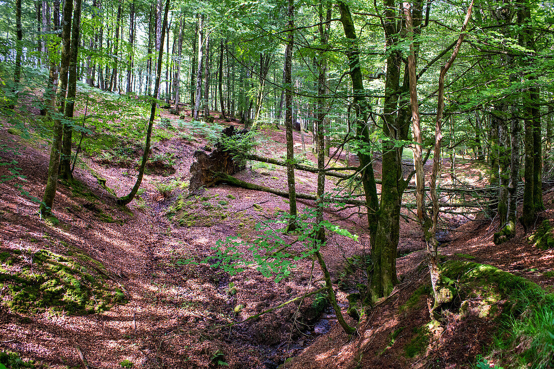 Beeches on the way to the San Adrián tunnel on the Aizkorri mountain range at the Basque Country, Goierri, Basque Highlands Basque Country, Euskadi Spain.