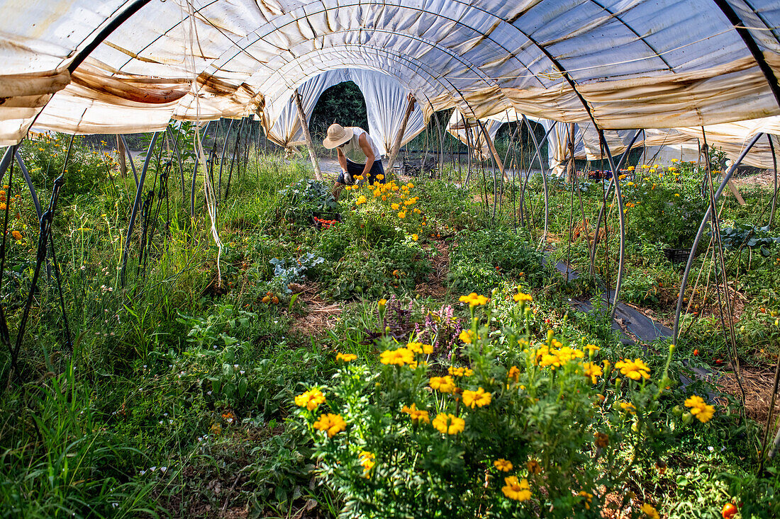 Regenerative agriculture fields in San Pol de Mar, Ferrer Sustainability Foundation, Barcelona, Spain, Europe. The Ferrer Sustainability Foundation is a non-profit organisation that aims to transform lives and work towards a more equitable and fair society through social cohesion and environmental preservation. We carry out our work through two major projects: Ferrer for Food and Green for Good, through which we seek to generate the greatest impact for the benefit of people and the planet.