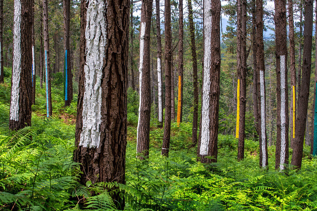 Oma Forest is a work of art by Agustin Ibarrola, a Basque sculptor and painter, in the natural reserve of Urdaibai, Oma, Vizcaya, Basque country Euskadi, Spain