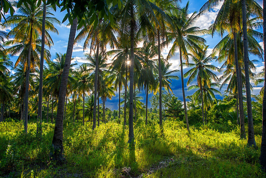 Palm trees in sipaway Island, San Carlos City, Negros Occidental, Philippines