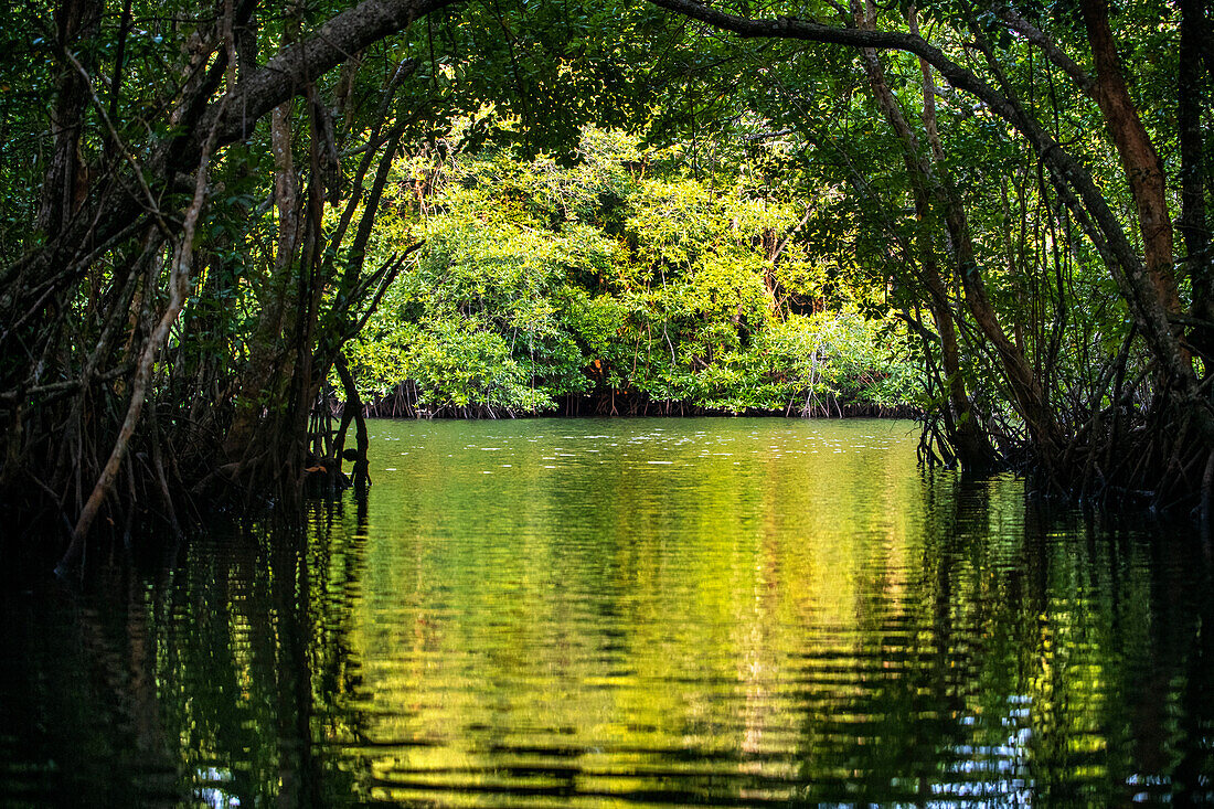 Boat mangrove discovery tour in Sebung River, Bintan island, Riau islands, Indonesia.